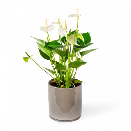 Plant Anthurium wit